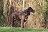 CANE CORSO 1378